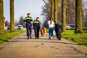 Loslopende paarden zorgen voor verkeerschaos