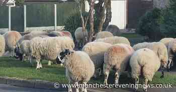 Rampant sheep on the loose causing havoc 'blocking roads and chewing up gardens'