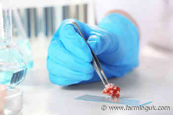 UK lab-grown meat and dairy could be on sale within two years