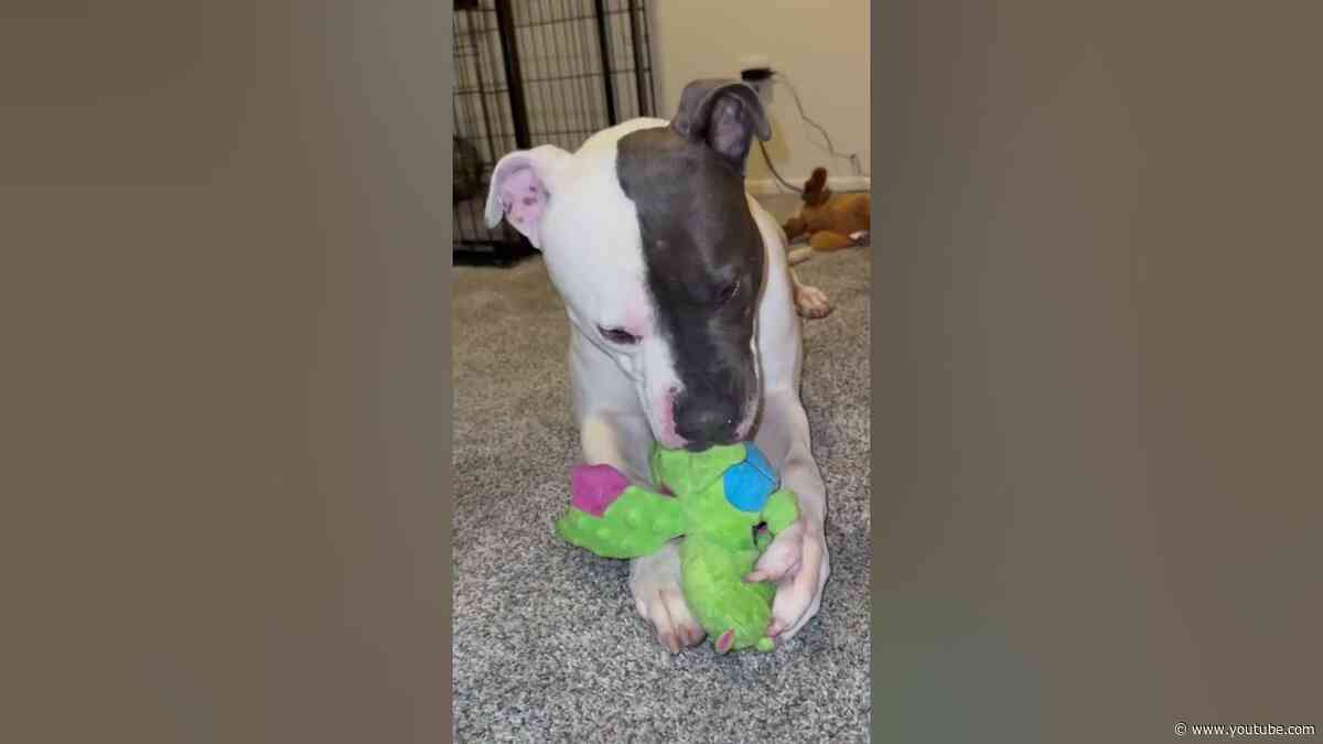 Adoptable Pittie Can't Stop Sucking On Stuffies | The Dodo