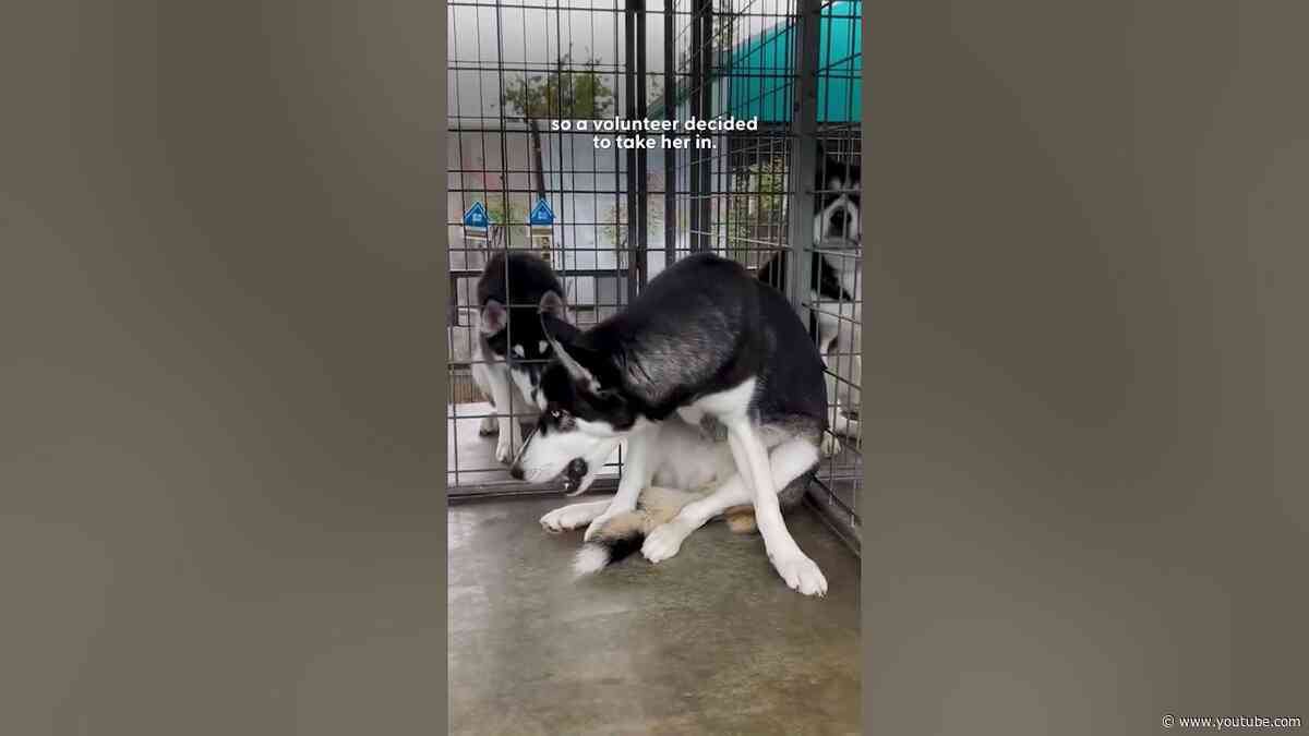 Husky Who Got Dumped For Being "Too Much" Gets Adopted | The Dodo