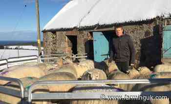 Just two people convicted for sheep worrying in Scotland last year