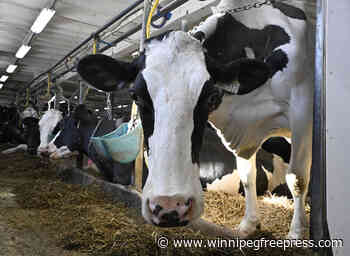 The never-paid 250 per cent Canadian dairy tariff