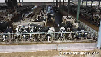 Arla suspends farmer after undercover footage shows cruelty