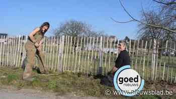 Gingelommenaren planten 400 meter gemengde haag rondom boomgaarden en weides