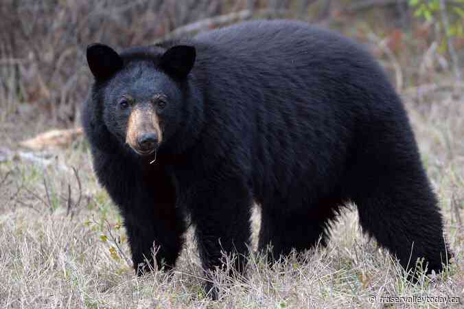 YouTuber sues B.C. conservation officer, government over alleged profit losses