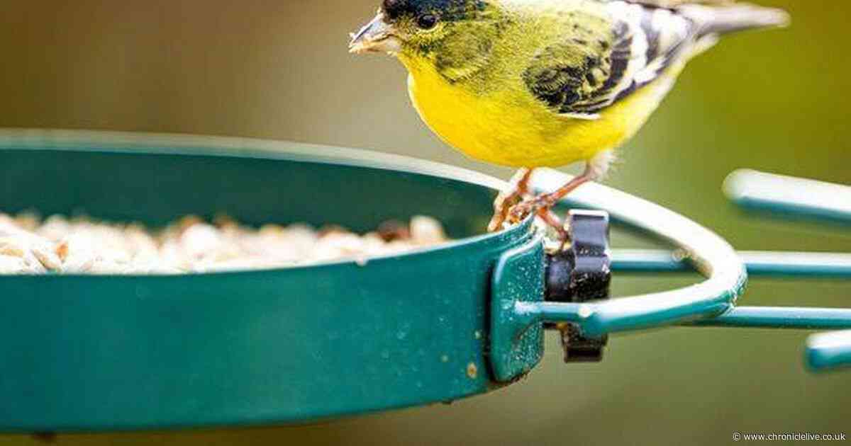 Gardeners urged to 'act now' and put hot sauce or chilli on bird feeders - here's why