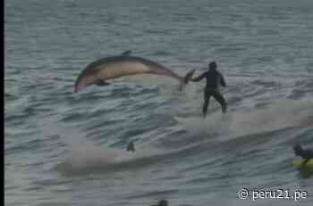 "La mejor ola": Delfines sorprenden a surfistas en playa y se vuelven virales | VIDEO