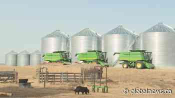 Alberta farmers brace for canola tariffs — again