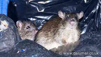 Invasion of the 'squeaky blinders': Birmingham overrun with rats 'the size of CATS' feasting on food left in mounds of bin bags piled up because of bin strikes