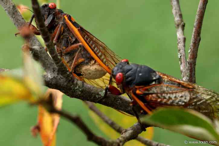 Cicadas return in 2025: Which states will see them?