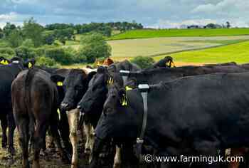 Four farms to trial &#39;revolutionary&#39; virtual fencing tech