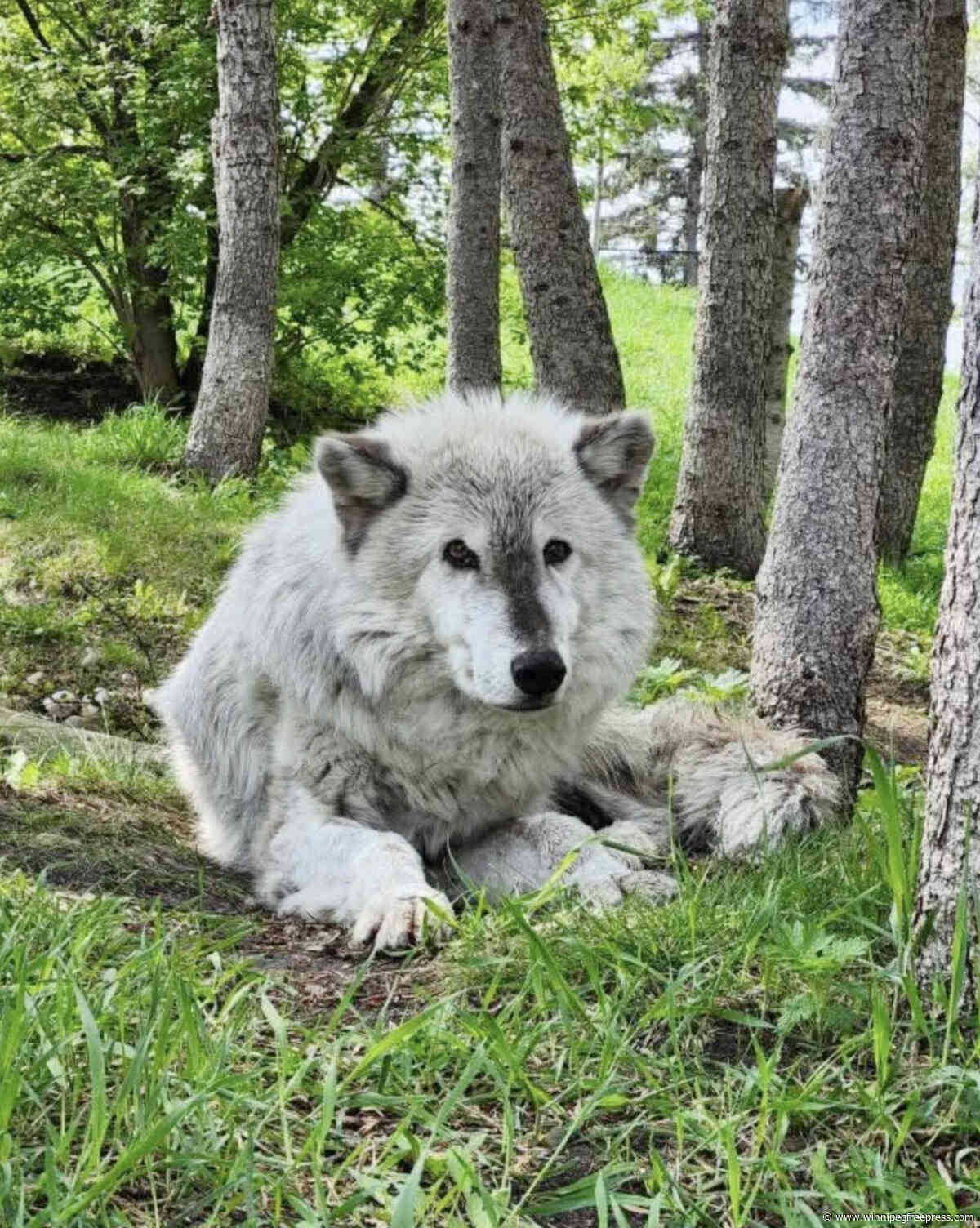 Bear, last of zoo’s grey wolves, dies at 14