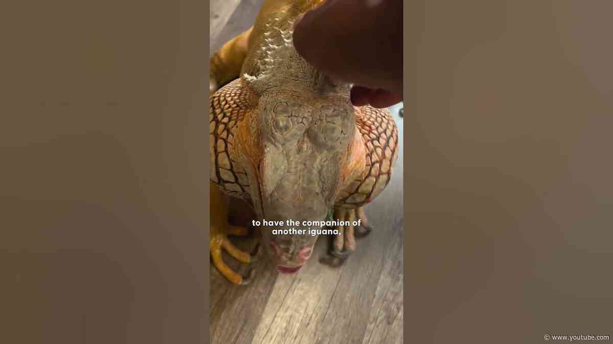 Iguana Gets a New Iguana Best Friend | The Dodo