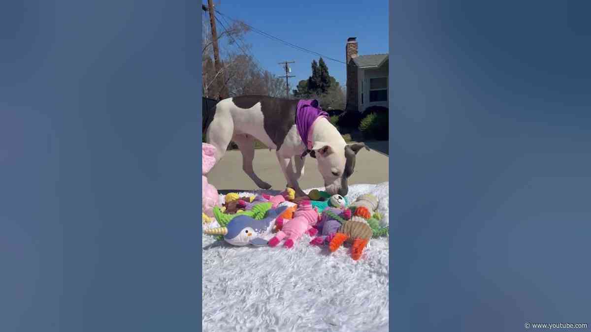 Adoptable Pittie Gets A Stuffie Party | The Dodo