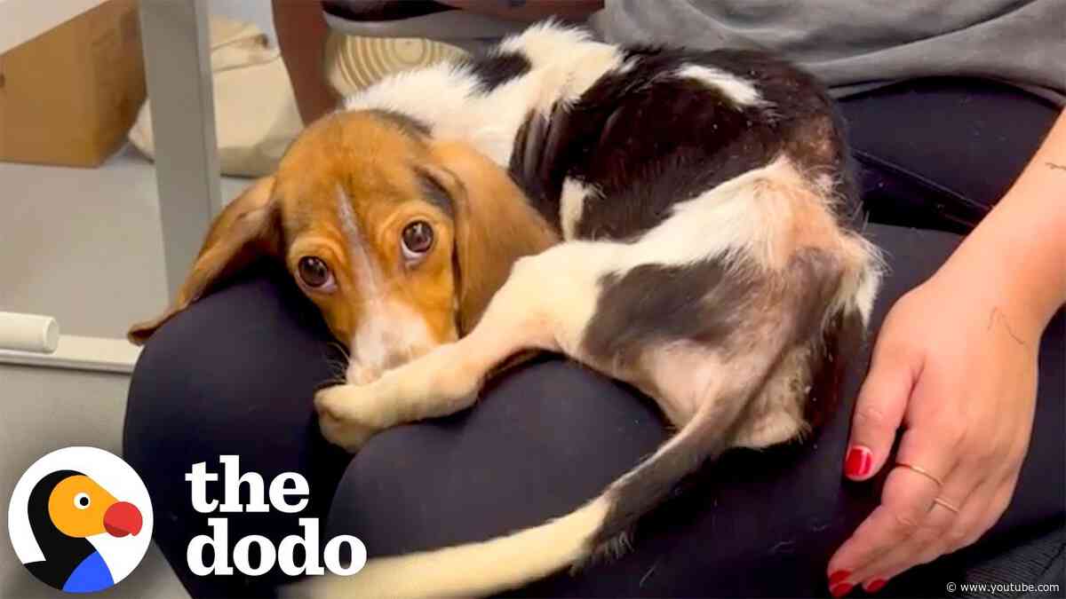 Emaciated Beagle Puppy Is Absolutely Thriving Now | The Dodo