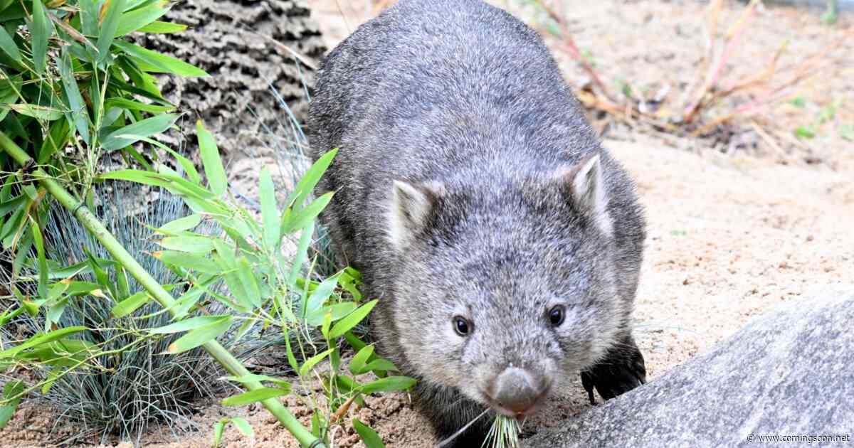 Influencer Sam Jones Faces Backlash After Picking Baby Wombat in Australia