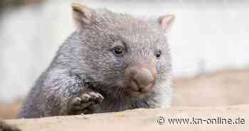 Skandal-Video mit Wombat-Baby: Wie eine amerikanische Influencerin Australien erschüttert