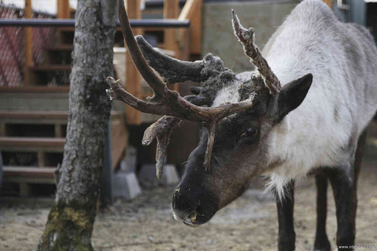 Iconic pet reindeer in Alaska falls mysteriously ill after someone tampers in his pen