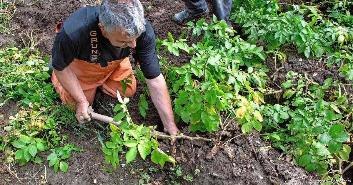 Belangrijke Brusselse doorbraak in nieuwe gentechnieken, plantenveredelaars verheugd