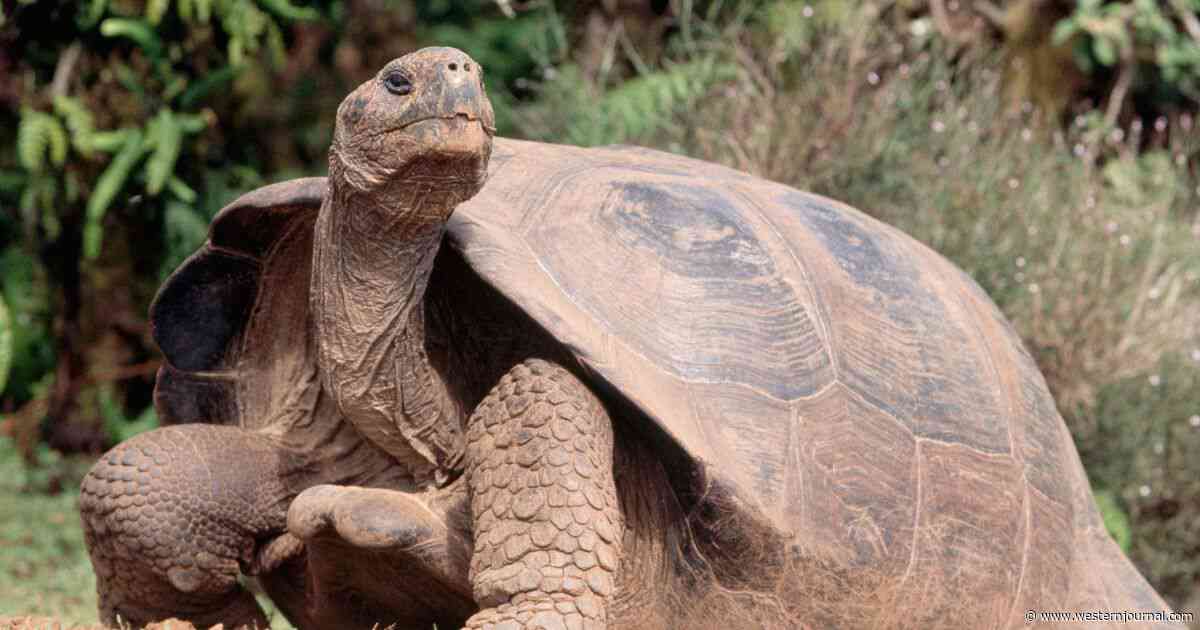 Oregon Mental Health Advisory Board Member Identifies as Turtle - We're Not Joking