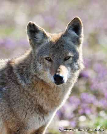 I fear cars more than coyotes, here’s why.