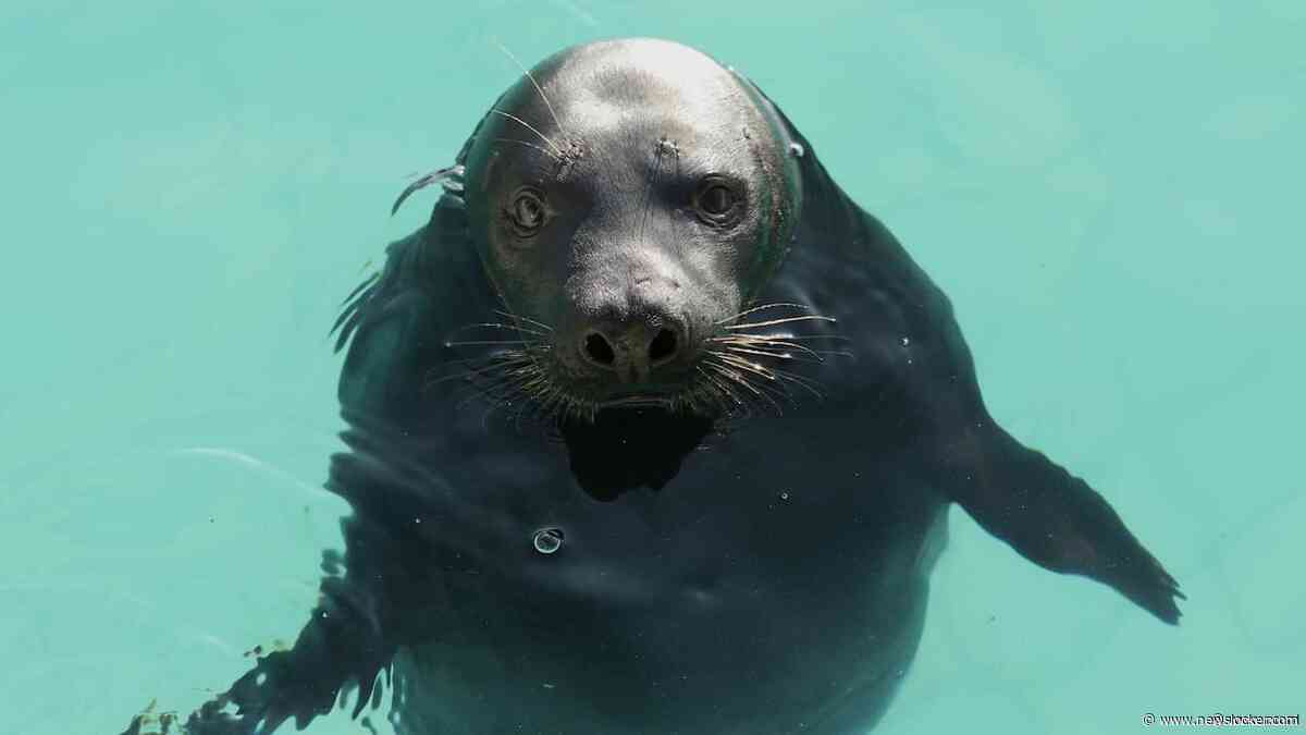 Zeldzame zwarte zeehond mag terug terug naar Waddenzee: 'Flink gegroeid'