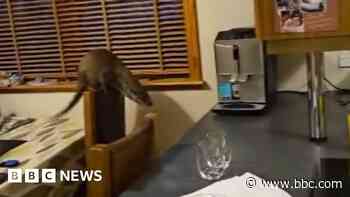 Otter chaos filmed in Shetland family's kitchen
