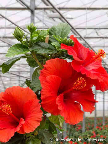 How to grow Maa Durga’s favourite flower Gudhal