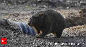 What are wombats? A guide to Australia's den-digging marsupial