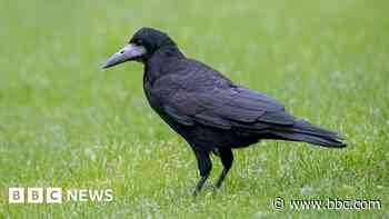 Bird group appeals for help with rook nest count