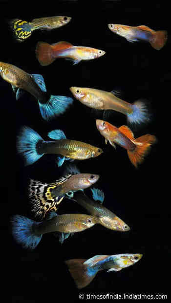 8 beautiful aquarium fishes that are easy to breed