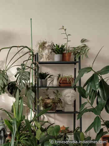 10 budget-friendly plants for gardening enthusiasts
