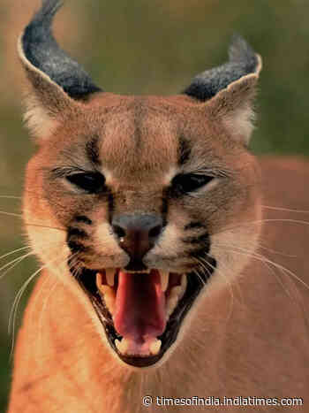 10 most wild and vicious members of the wild cat family