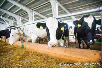 Dairy calf registrations in Britain hit lowest on record
