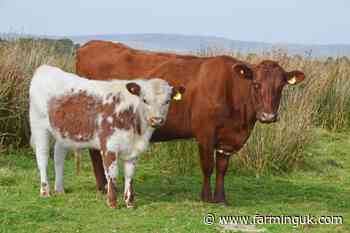 NI farm leaders raise concern over lack of funding to curb bTB