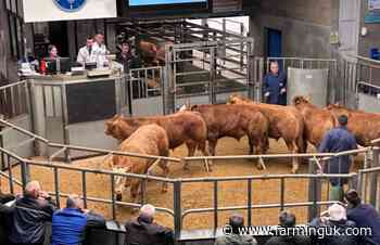 Scottish livestock markets continue to see strong beef prices
