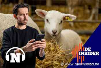 DE INSIDER. Onze man liet zijn leven bepalen door ChatGPT: “Kom, we gaan lammetjes knuffelen”
