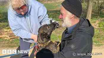 Drones and Greggs reunite missing dog with owners
