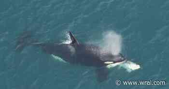 Surprise! Killer whale spotted off the North Carolina coast