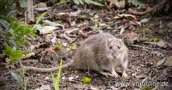 Ratten in Haus und Garten? So halten Sie die Nager von Ihrem Zuhause fern