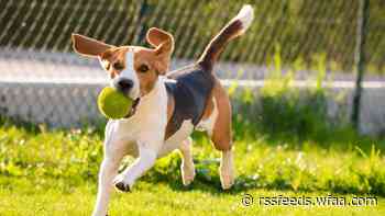 Spring is here! Here are 8 of the doggone best dog parks in North Texas to enjoy