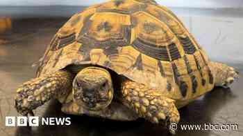 Dead tortoises 'dumped like rubbish' in woods