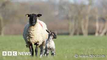 Your photos: Lambs, splashing ducks, and blooms