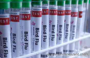What is bird flu and what threat does it pose after being detected in sheep for the first time?