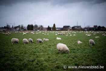 Vogelgriep aangetroffen bij schaap in Verenigd Koninkrijk