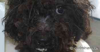 41 dogs, including 16 puppies, rescued from ‘unsanitary conditions’: NBSPCA