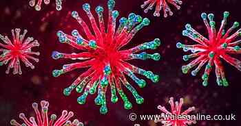 24 viruses and bacteria added to 'watch list' of greatest risk to UK