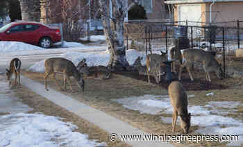 Oh, deer: Riverview resident fears backyard squatters will attract coyotes, spread disease