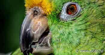 Papegaaienhandelaar Dennis uit Den Ilp overtreedt nogmaals de wet: te veel vogels in kleine kooien